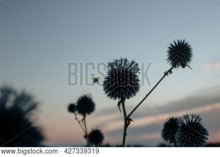 Silhouette Of A Bee That Pollinates A Spiny Bluehead Flower At Sunset. The Concept Of Wildlife And B