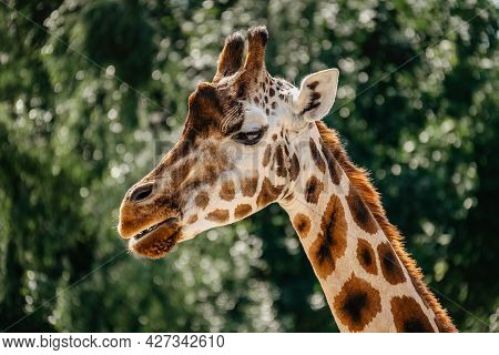 Rothschild Giraffe In Zoo.giraffe In Front Of Green Trees Looking In To Camera. Funny Giraffe Face. 