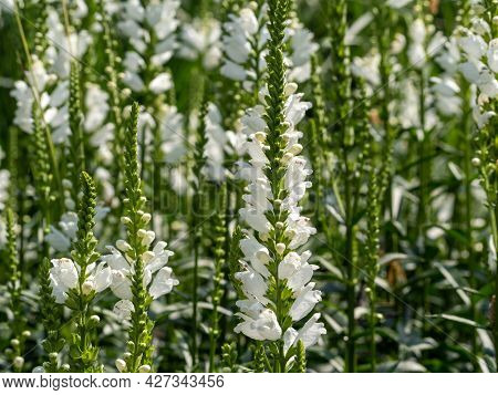 Physostegia White Flower Feet, Physostegia Virginiana. High Quality Photo
