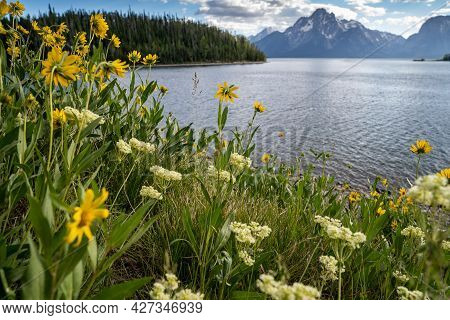 Wildflowers Growing Along The Shoreline Of Jackson Lake, Along The Lakeshore Trail At Colter Bay, In