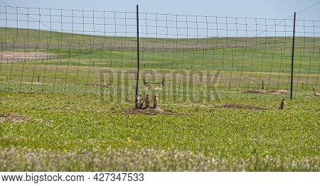 Badlands National Park, Sd, Usa - June 1, 2008: Upstanding Brown Prairie Dogs Outside Their Burrow I