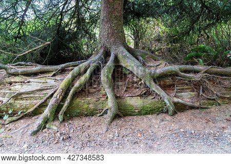 Tree With Large, Mossy Roots, In The Rain Forest Of Olympic National Park In Washington State Usa