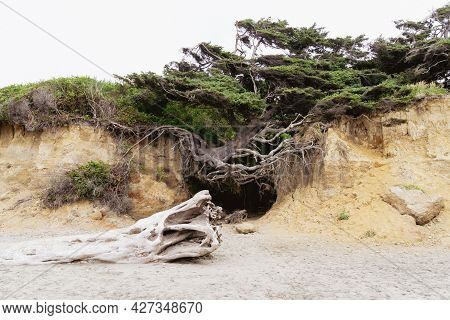 The Tree Of Life Along The Washington Coastline Of The Pacific Ocean, In Olympic National Park