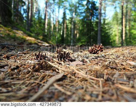 Pine Or Spruce Cones Lie On Old Dried Up Foliage And On Pine Needles. Close-up. Forest Path In A Con