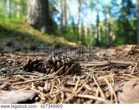Pine Or Spruce Cones Lie On Old Dried Up Foliage And On Pine Needles. Close-up. Forest Path In A Con