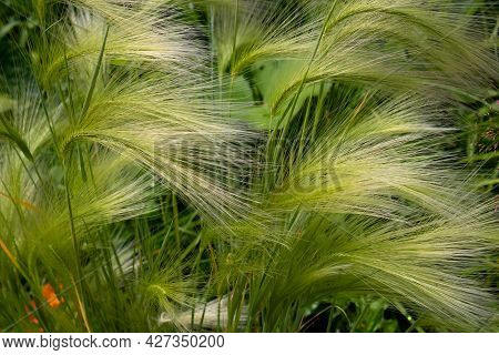 Green Barley In The Clearing. Hordeum Jubatum.