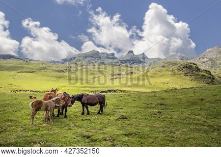 Group Of Wild Horses Grazing In A High Mountain Landscape On A Sunny Summer Day In Formigal, Huesca 