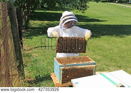 A Child Learning To Look For The Queen And Inspect Frames In A Langstroth Beehive With Green Plant B