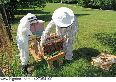 Mother Teaching Her Daughter How To Separate Frames In A Langstroth Beehive Using A Hive Tool And Ha