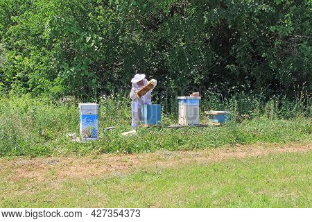 Beekeeper Checking Hives In Her Bee Yard With Bright Green Copy Space