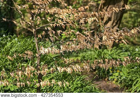 Beautiful Closeup View Of Spring Yellow Dry Leaves Of Small Sick Hornbeam (carpinus) Tree In Howth, 