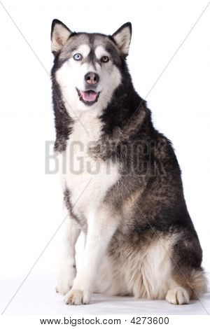 Dikkat Malamut arasındaki Husky köpek crossbreed