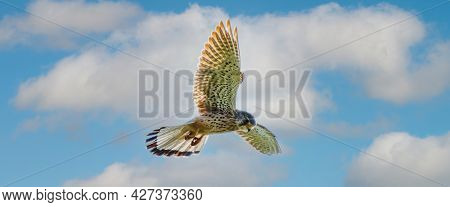 Close-up Of Kestrel Bird Of Prey Hovers Against A Beautiful Blue Sky With White Clouds, Hunting For 