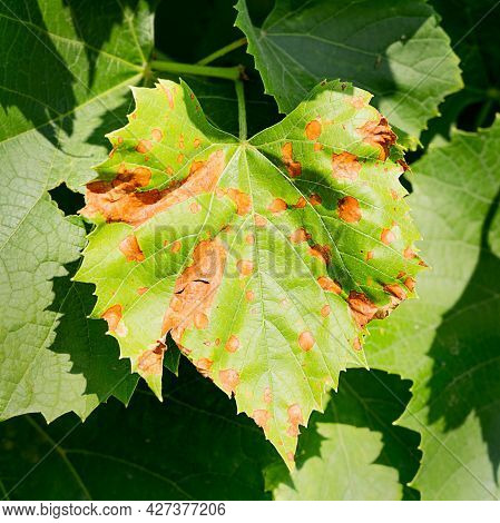 Grape Leaf With Yellow Spots. Disease Of The Vine, Plants. Fungal Disease-anthracnose.close-up..