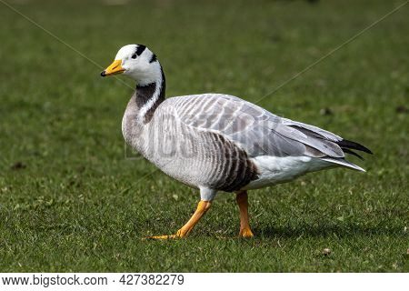 The Bar-headed Goose, Anser Indicus Is A Goose That Breeds In Central Asia In Colonies Of Thousands 