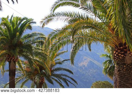 Palm Trees Against Mountain In Montenegro, Background