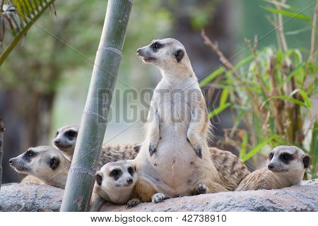 가느다란 꼬리 Meerkat의 그룹