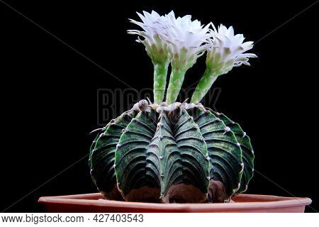 Close Up Gymnocalycium Lb2178 Cactus With Flower Blooming