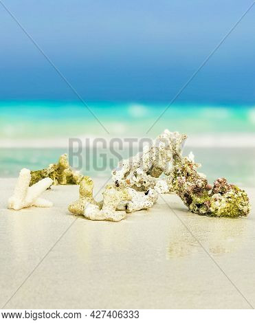 White Beach Sand Corals And Shells On Rasdhoo Atoll Maldives.