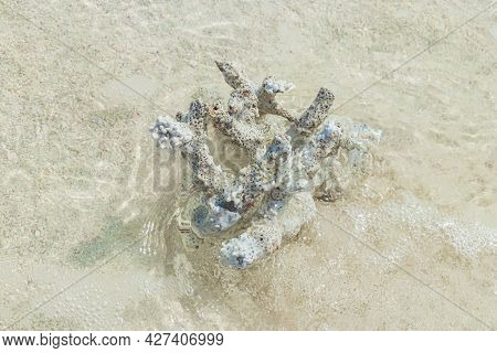 White Beach Sand Corals And Shells On Rasdhoo Atoll Maldives.
