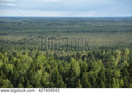 Landscape Of Coniferous Forest. Estonian Forest Landscape Seen From The Lookout Tower At Iisaku, Alu