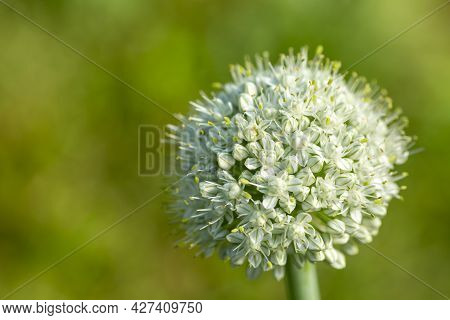 White Inflorescence Of An Onion (allium Cepa) On Soid Green Background