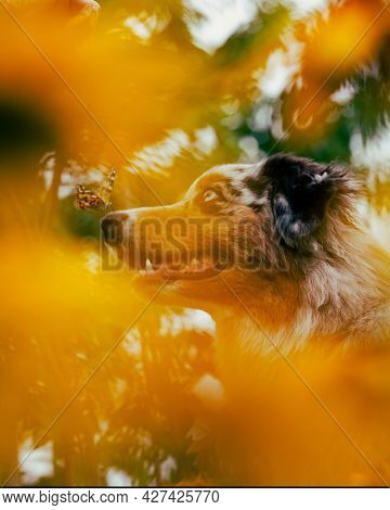 Cute pupy dog in yellow flowers with butterfly on nose . Portrait of an australian shepherd in a flower garden.