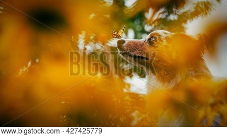 Cute pupy dog in yellow flowers with butterfly on nose . Portrait of an australian shepherd in a flower garden.
