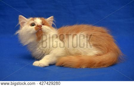 Red And White Kitten One-eyed Disabled