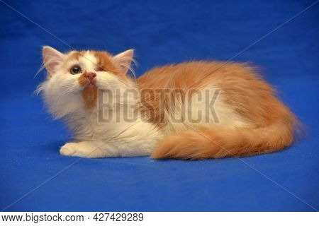 Red And White Kitten One-eyed Disabled