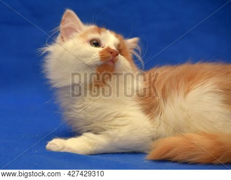 Red And White Kitten One-eyed Disabled