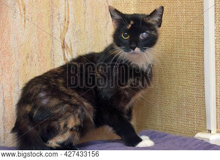 Cat With Glaucoma In The Eye At An Animal Shelter