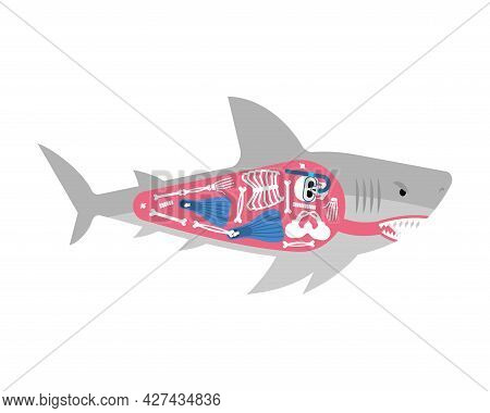 Diver Skeleton Inside Shark. Shark And Diver. Marine Predator Ate Frogman. Diver's Death