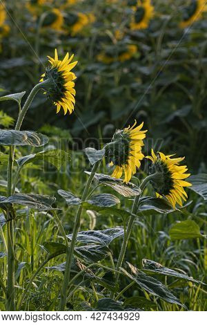 Three Sunflowers Are Isolated On A Hazy Sunny Summer Morning, Desplaines River State Fisf And Wildli