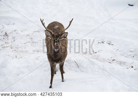 Deer Or Cervidae With Antlers Walks In The Snow In Winter With Copy Space. Front Or Face Forward Vie