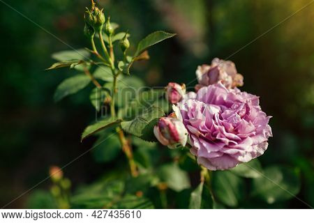 Lavender Purple Rose Novalis Blooms In Summer Garden. Close Up Of Flower. Kordes German Selection