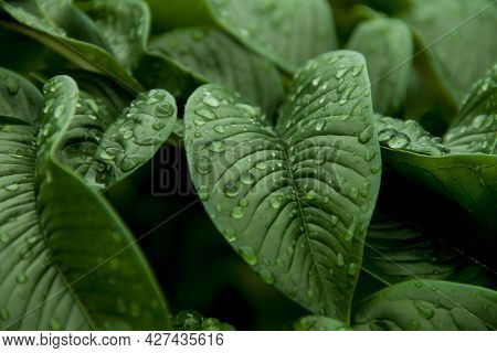 Abstract Green Leaf Texture. Nature Green Konjac Leaves With Raindrop Background. Green Leaf (konjac