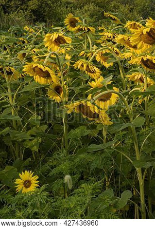 A Sunflower Field In Desplaines River State Fish And Wildlife Area, Will County, Illinois