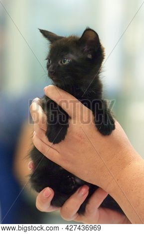 Cute Little Black Kitten In Hands Close Up