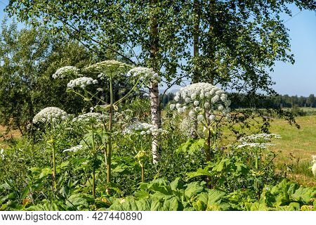 Sosnovsky Hogweed In A Green Field Against A Background Of Birches. Touching Plants Can Irritate And