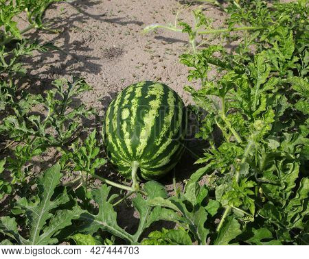 Huge Ripe Green Watermelon In The Field With Very Fertile Sandy Soil