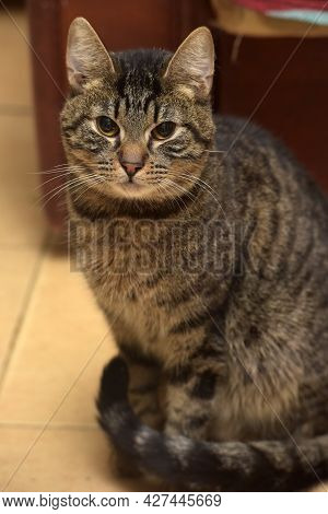 Brown Tabby Cat With Yellow Eyesclose Up