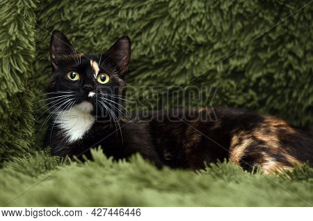 Black With Red And White Cat On A Green Background