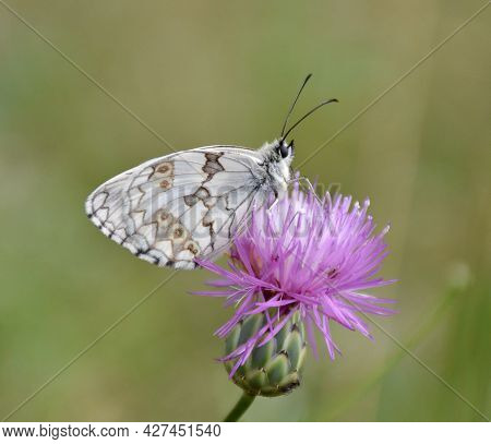 Lepidoptera Melanargia Lachesis Perched On A Thistle Flower. Side View Of The Commonly Called Iberia