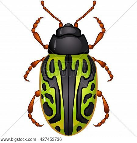 Vector Illustration With Insect Beetle. Set Isolated On White Background. Calligrapha Serpentina Bug