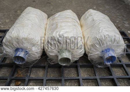 A Lump Of Oyster Mushroom For Growing In Farm Mushroom Cubes On Black Plastic Grille.