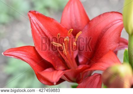 Lily Corallo La-hybrid Bright Red Flowers In The Garden