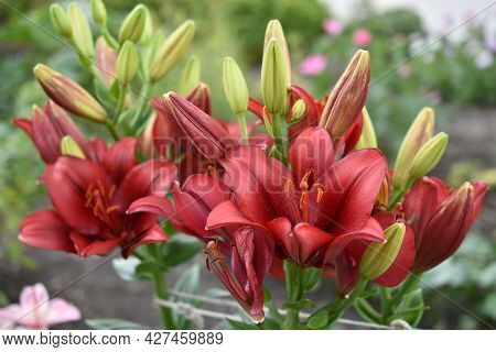 Lily Corallo La-hybrid Bright Red Flowers In The Garden
