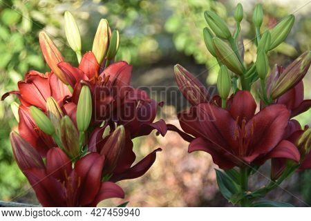 Lily Corallo La-hybrid Bright Red Flowers In The Garden