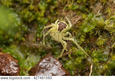 Picture Of A Flower Crab Spider On Moist Moss.